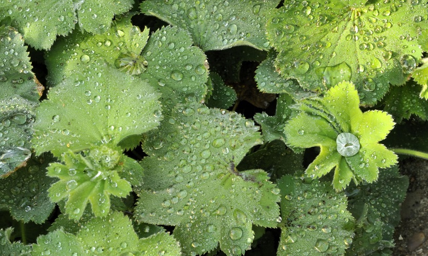 the leaves of the herbaceous perennial lady's mantle or alchemilla mollis with water droplets