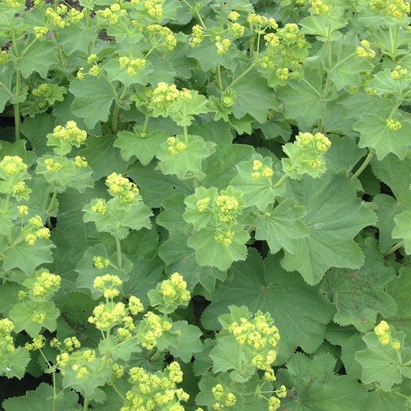 flowers of the herbaceous perennial lady's mantle or alchemilla mollis rise from the leaves