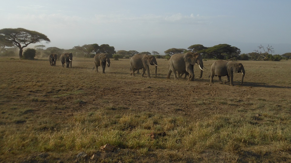 an African elephant herd walking in single file on their way to the water of the marshes