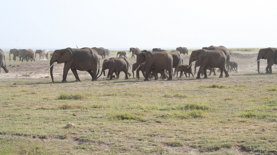 a herd of elephant cross the dry plains of Amboseli in search of food and water