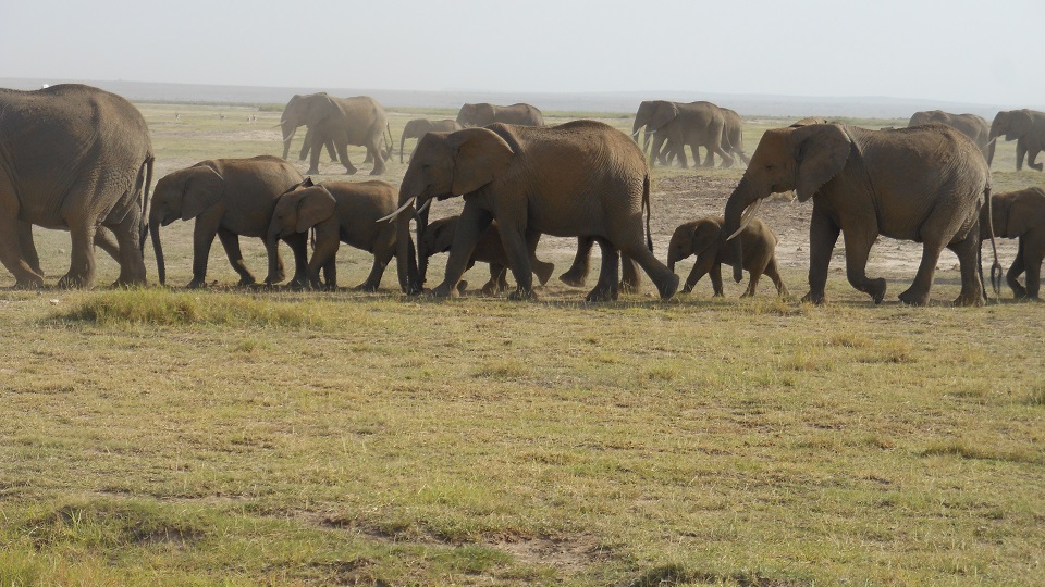 several herds of African elephant walking across the dry soil of Amboseli National Park in Kenya