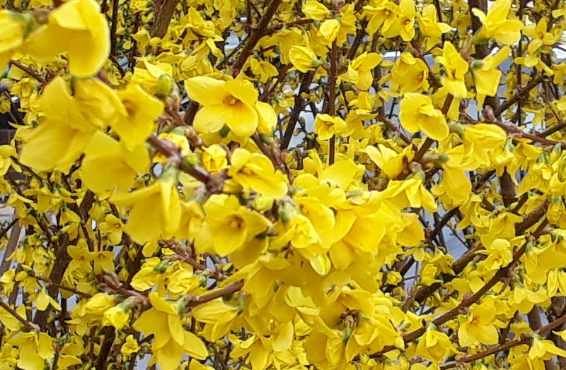 the bold yellow of forsythia can brighten up any spring garden