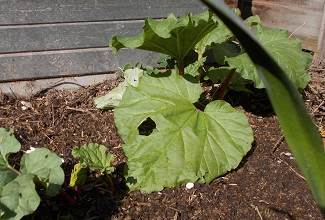 rhubarb begins to grow in spring