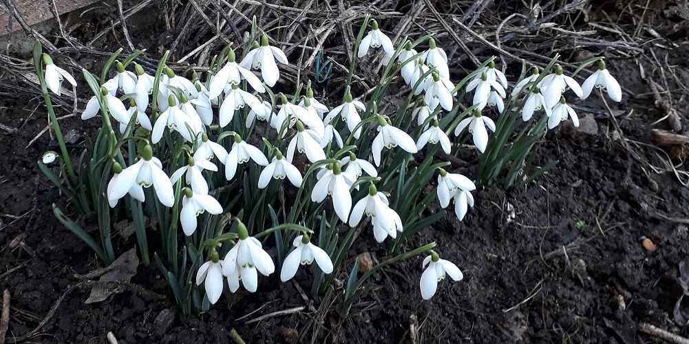 a cluster of nodding white heads announces the arrival of spring as snowdrops burst from the cold winter soil