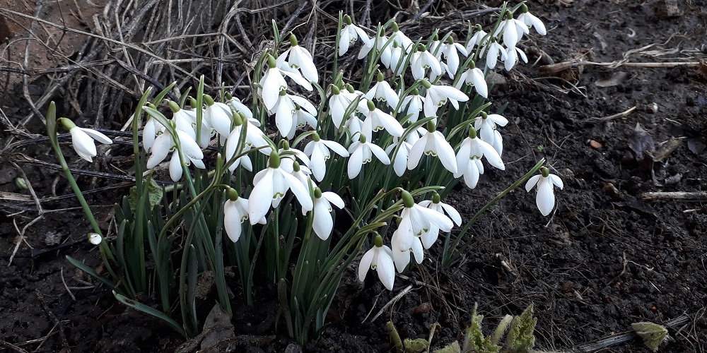 clumps of snowdrops make a dramatic show of white against the dark soil and brown plants after a cold winter
