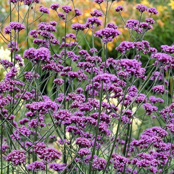 the tall herbaceous perennial verbena bonariensis with purple flowers